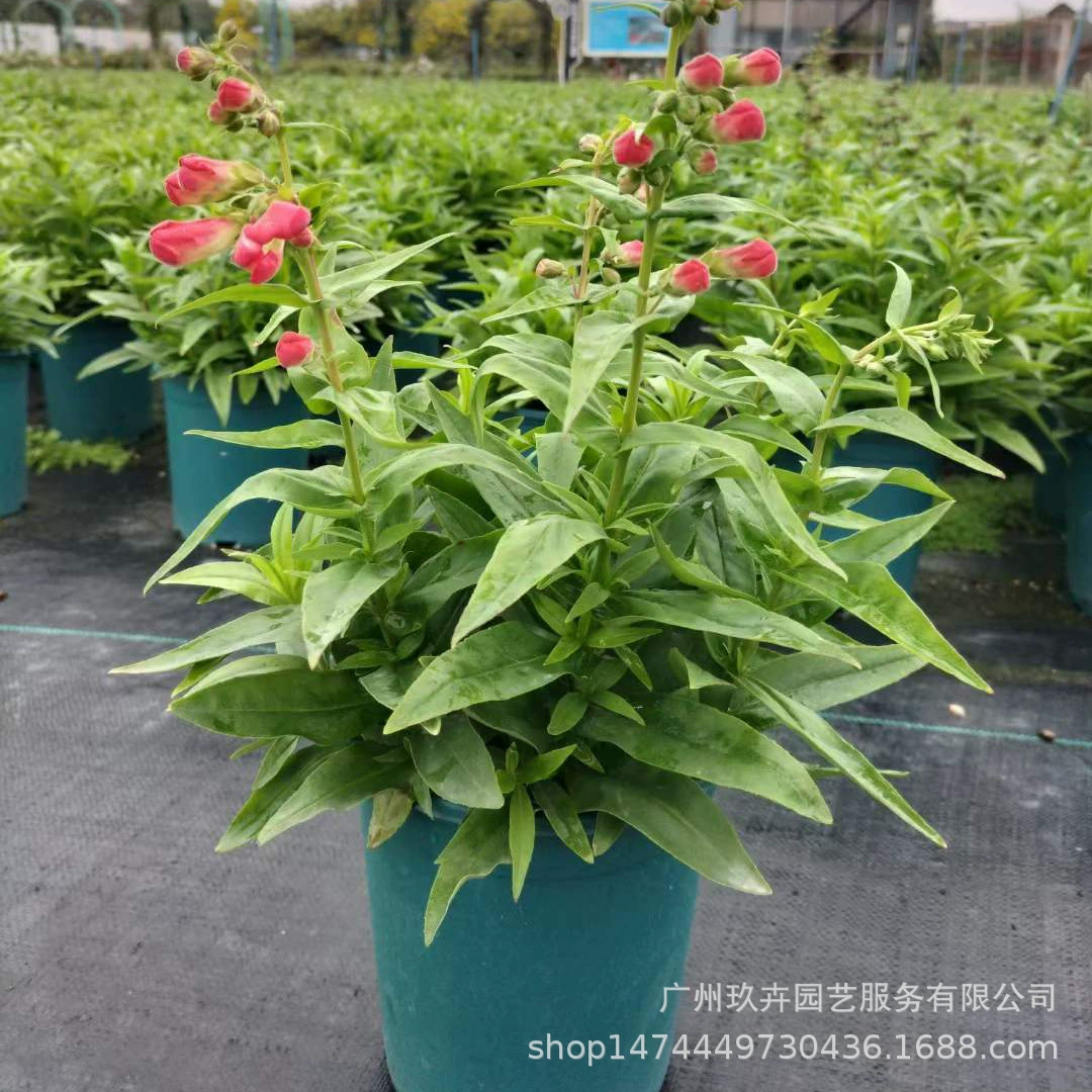 Рыболовный колокольчик ива цветок в горшке Многолетние травы гостиная балкон зеленые растения клумба цветок очки края растения оптом