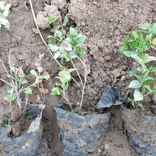 批发基地批发花叶络石小杯大杯苗花叶洛石苗植物观叶绿植量大从优