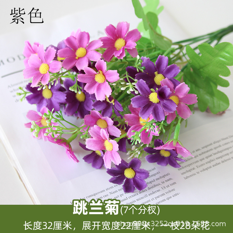 Crisantemo púrpura_2