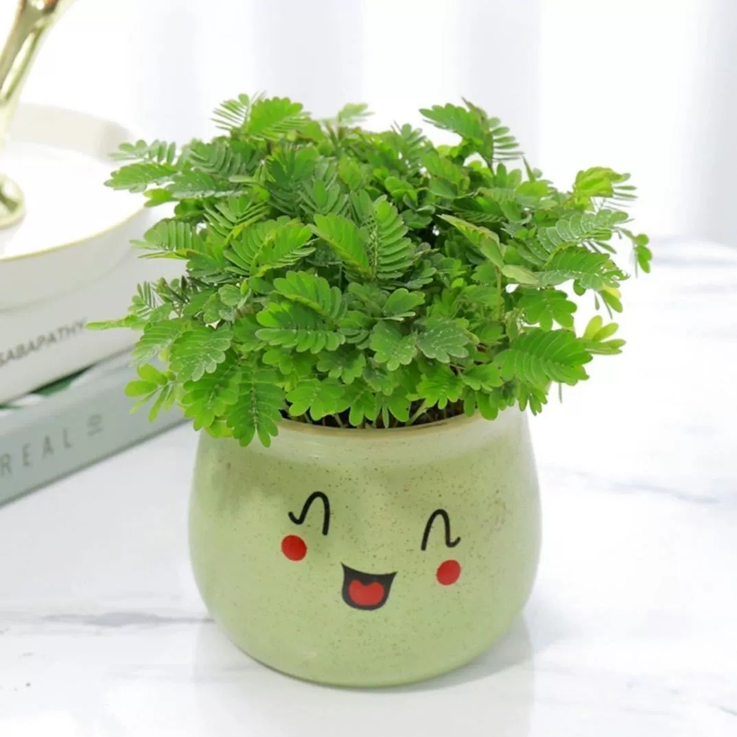 Детские горшечные растения, растения мимозы, легко выращиваемые в помещении и на улице, цветущие цветы, очищающие воздух, интересные зеленые растения.