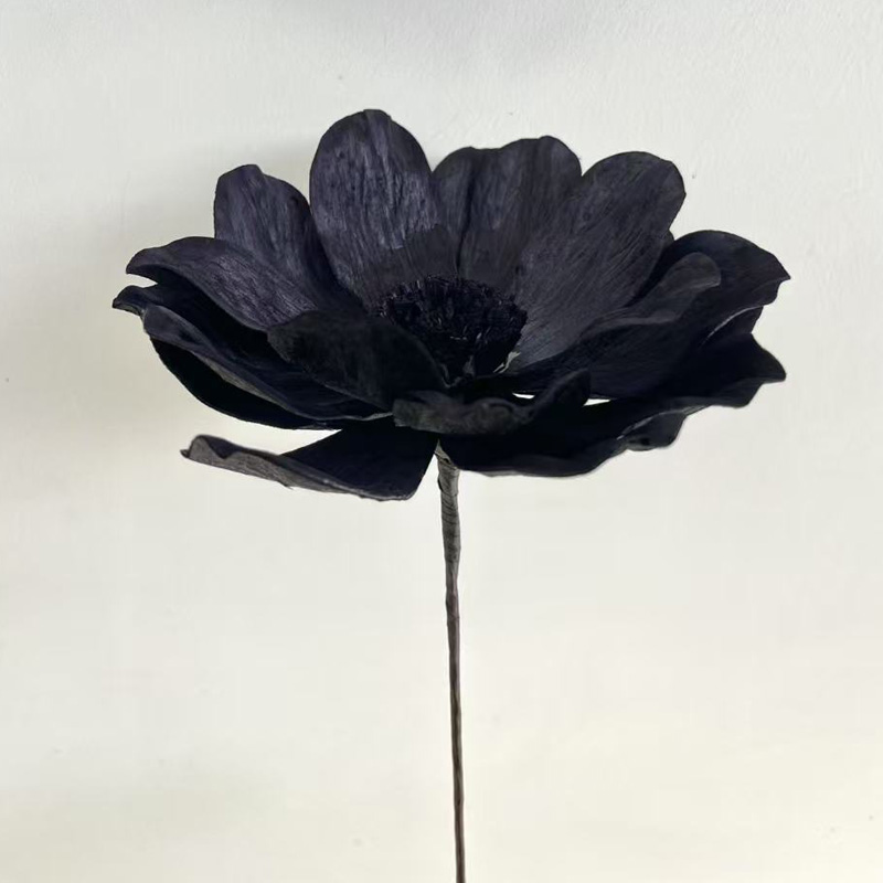 Gran lirio de hierba negra de 15 - 16 cm de diámetro y 60 cm de largo