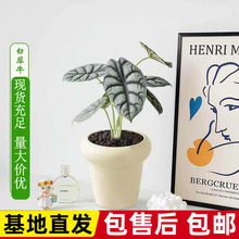 ����M�����Ի���ֲ���҃������J�C�lؔ��Ȥ�k���ҾGֲ���B���ļ�