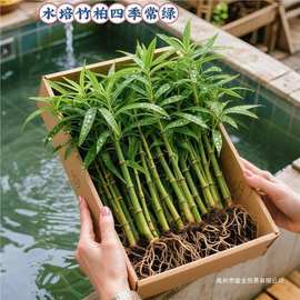 特大棵竹柏更驱蚊水培水养植物客厅办公室内常青绿植物驱虫竹
