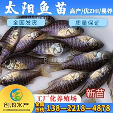 �����硿̫��~�� �s��̫��~�� �{�w̫��~��  ��߅̫��~��