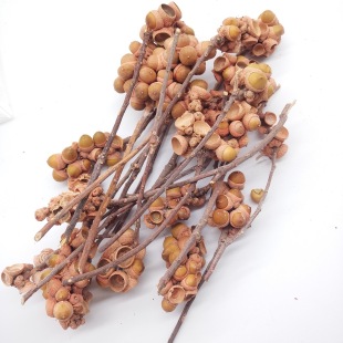 �����������������}�Q���ɻ����U��������ӹ��Ҿӹ���1֦ˮ��