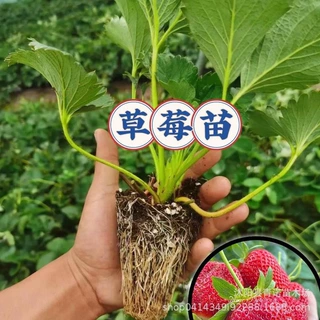 果树苗 四季草莓 阳台  盆栽 黄川草莓苗 多品种选择