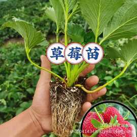 果树苗 四季草莓 阳台  盆栽 黄川草莓苗 多品种选择