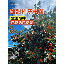 柿子树果苗脆甜柿子树庭院果树野火晶老桩南北方果树果苗水果盆栽