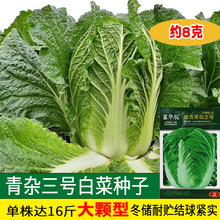 冀华农改良青杂三号种子耐贮藏 耐运输 抗逆性强白菜籽