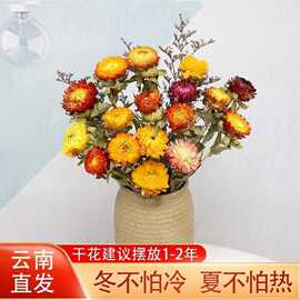 干花真花风干天然云南批发小雏菊花束客厅摆设装饰七彩菊花瓶插花