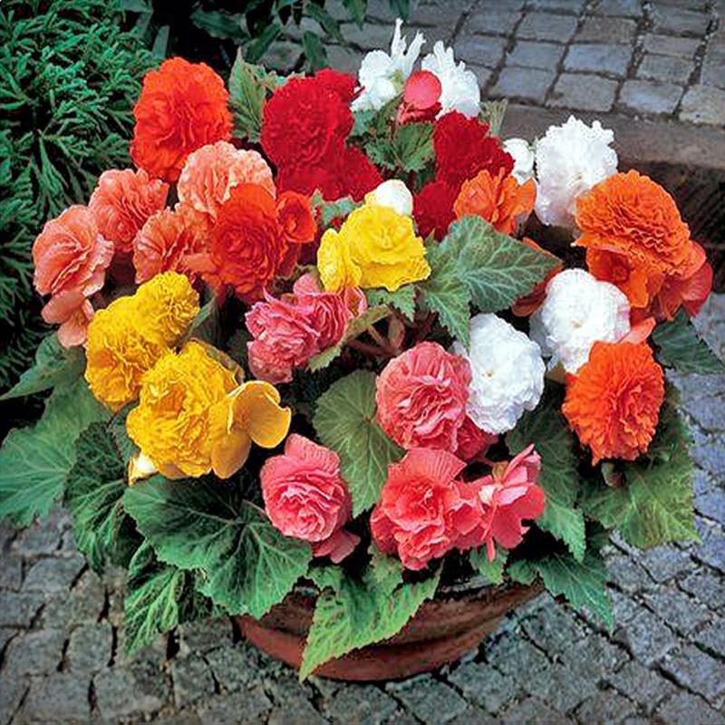 日本Sakata*财富球根海棠 进口大花卉种子垂吊盆栽春秋播室内易活