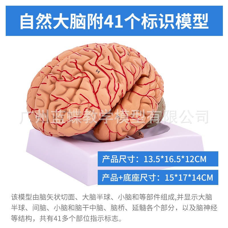 ��ģ���Թ�������ɫ��ģ�� ������Խ���ģ�� ���Զ�����������