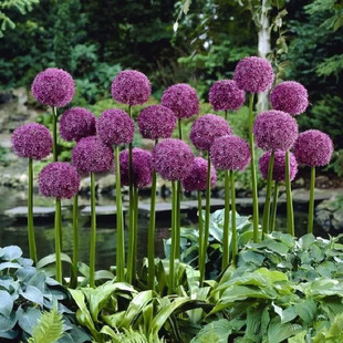 Dropshipping Imported Dutch Large Flower Onion Bulbs for Garden Balcony Potted Plants Autumn Bulb Flowers Ambassador Ball King