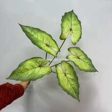 仿真芋叶人造植物人造海芋叶5头单支适合造景搭配价格优惠