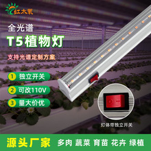 T5ֲ��������L���_�P�M���������ֲ�﹤�S�����߲˾���a���