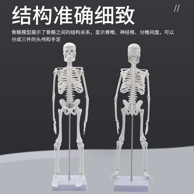 �˹Ǽܱ걾ģ���������ģ��45CM �ؽڿɻ��ѧ��֧�����ùǼ�