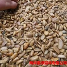 �S�����l ��ľ�N�ӽ����ӷN�Ӟ����N��ɽ���Ӷ������޽��辰��N