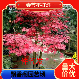 һ�����l�t�������ձ��t�輧�����t�ھGֲ��ͥԺ�����辰�ļ��t��