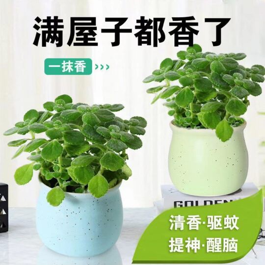 Bumper Potted Mint Edible Green Plants Repel Mosquitoes and Refresh Rosemary Succulent Plants Florals Purify the Air