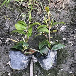 軨 ɶ@־Gľ رֲֲ ·ֲֲ