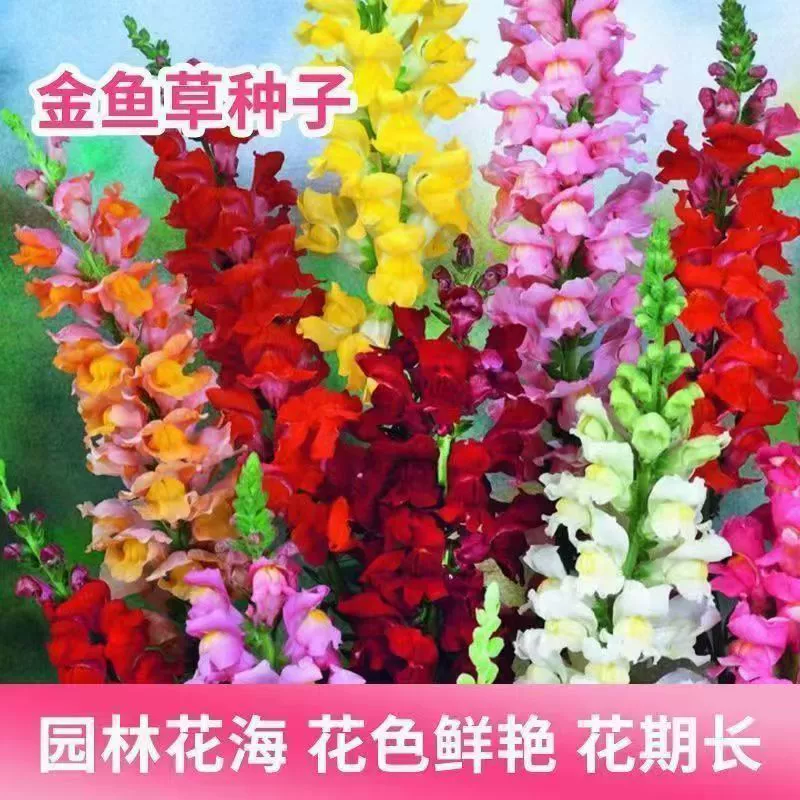 Семена Снэпдрагона, гном Снэпдрагон, четырехсезонные цветы, двор, открытый балкон, засухоустойчивые растения, семена цветов