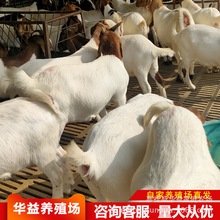 ɽһֻ ɽ̥ĸõķN uɽ