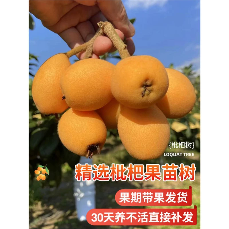 Саженец нектаринки в горшке, саженец с привитыми плодами, крупные плоды для северных и южных садов, морозостойкий всесезонный саженец нектаринки, нектаринка без косточек.