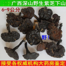 采摘特惠广西深山纯野生灵芝紫灵芝野生安神滋补泡茶煲汤泡酒
