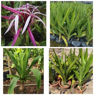Red Flower Manjushri Orchid Pot Seedlings Wholesale Manjushri Orchid Water Ghost Banana Zhongshan Green Plant Base