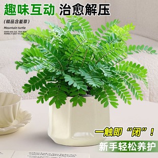 ���߲������҃��̨�ļ����຦�߲����߲ݲ�ɫ����Ȥζֲ��Сֲ��