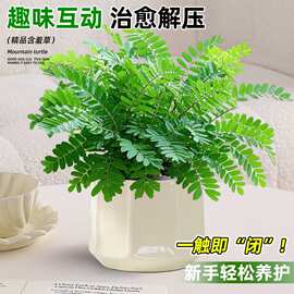 含羞草盆栽室内阳台四季常青害羞草怕羞草彩色花苗趣味植物小植物