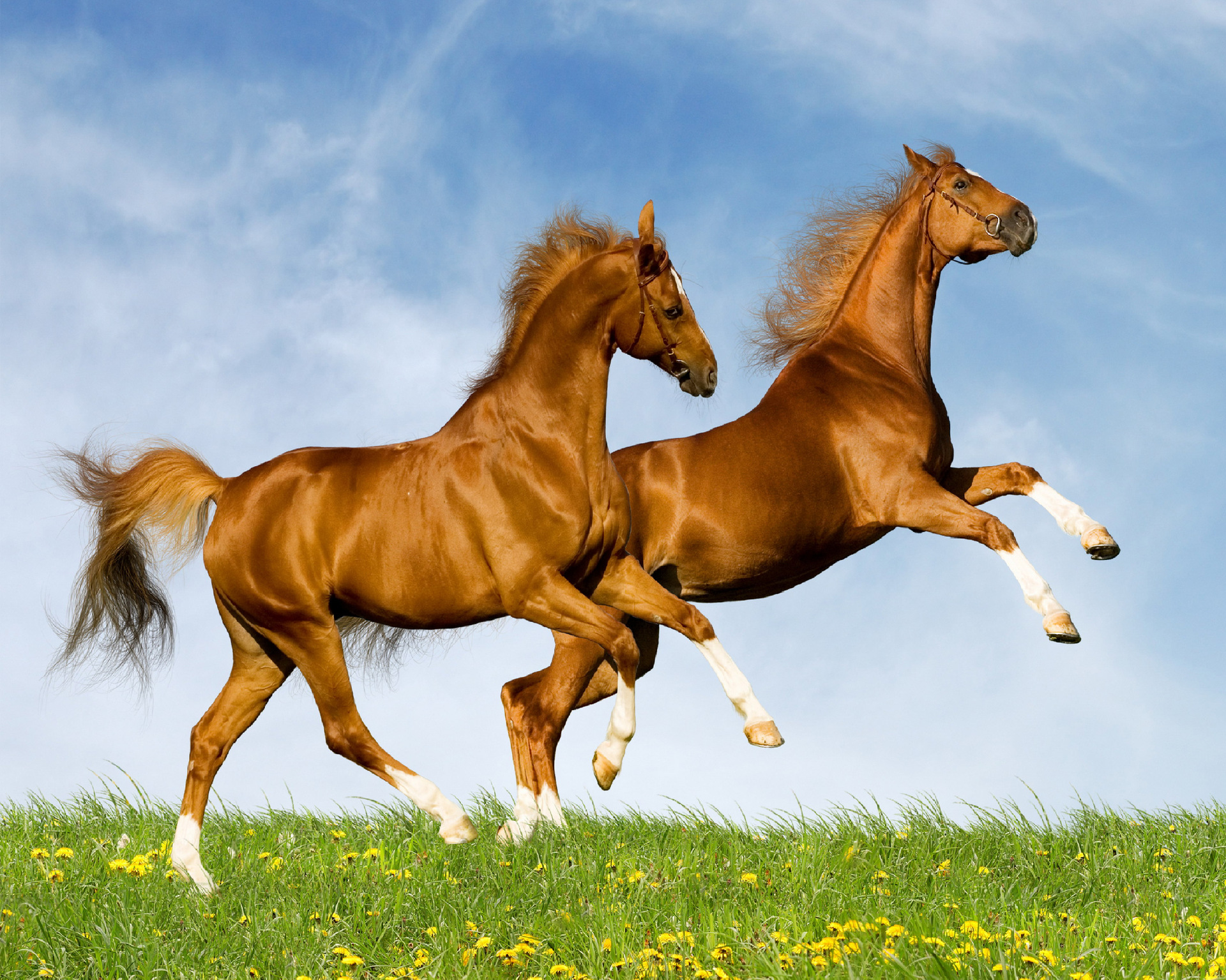 Cross-border 5d Amazon diamante pintura pegatinas hecho a mano DIY animal ladrillo pintura sala de estar pintura decorativa pegatinas al por mayor