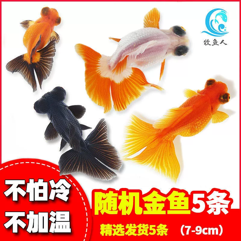 Pack of goldfish ornamental fish small freshwater easy care coldwater fry beginner baby goldfish ranchu koi
