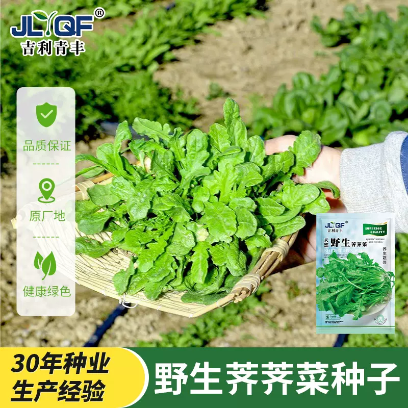 大叶荠荠菜种子大全农家四季春野菜种籽食用盆栽荠菜种孑青菜蔬菜