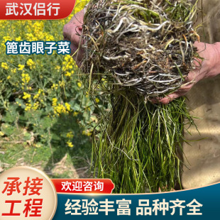 Grate Toothed Vegetables Purify Water Quality. Undertake Engineering Packages for Planting and Wholesale Submersed Plants. Eye Vegetables Purify Water Quality