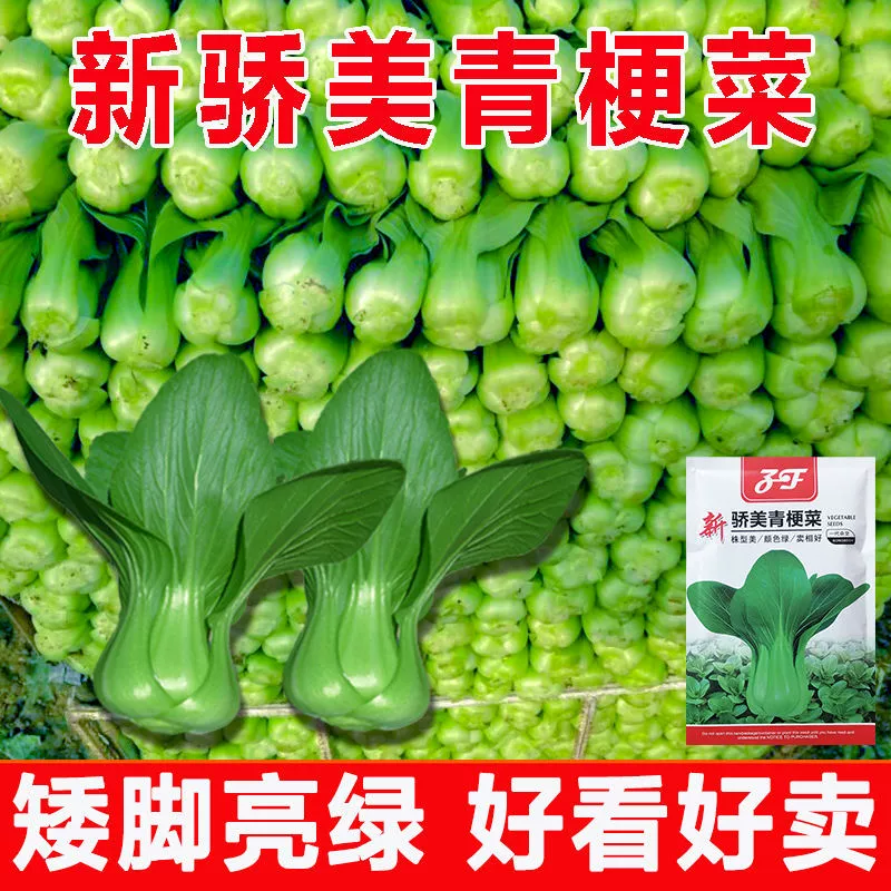 Новые семена рапса Jiaomei, Шанхай, зеленые овощи, семена зеленых стеблей, высокотемпературные и морозостойкие семена овощей для всех сезонов