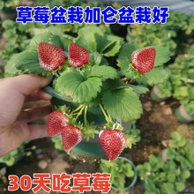 大盆栽草莓苗四季阳台室内带花食用大盆带土红颜奶油白天使草莓秧