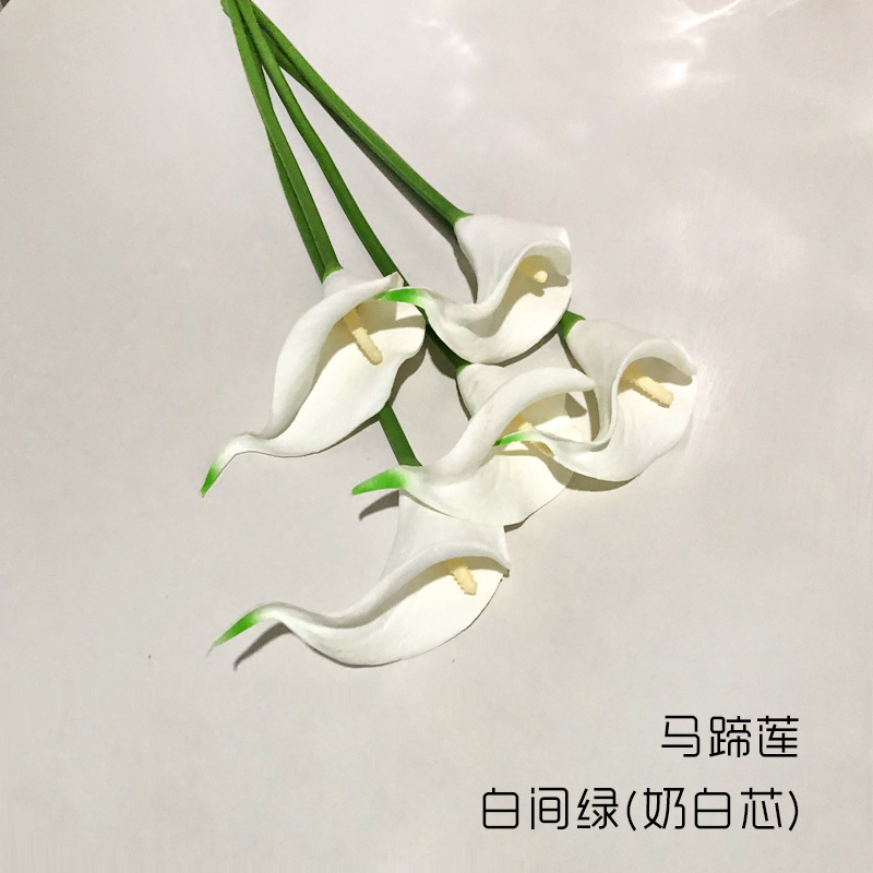 칼라 릴리-화이트 심플 그린(화이트 코어)