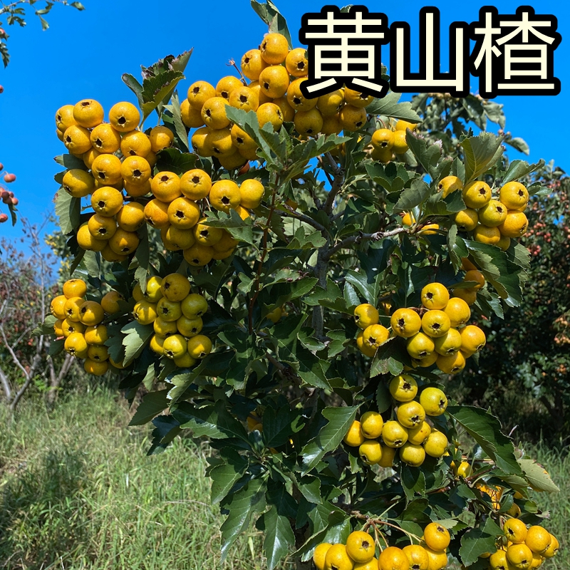 榄耐纹新鲜黄山楂新品种沂蒙山黄金山楂果香甜微酸小果批发