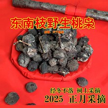 正宗野生桃枭东南枝树上毛桃经冬不落正月采摘压惊驱百魅纯手工串