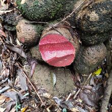 ��ݹ�����r��؛���]�uѪɏѪ����Ѫ���J�u�^��Ѫ�׽𻨹��t������