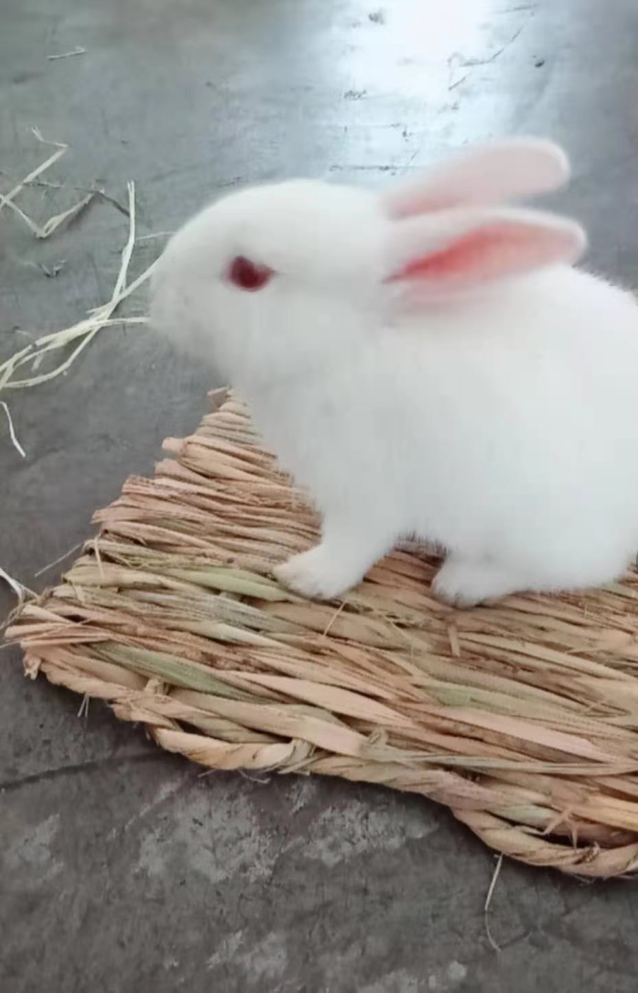 0e8c65d15070ac616c2135e4588000