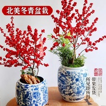 北美冬青树苗盆栽红果真花年宵摆件耐寒花卉绿植室内桌面庭院盆景