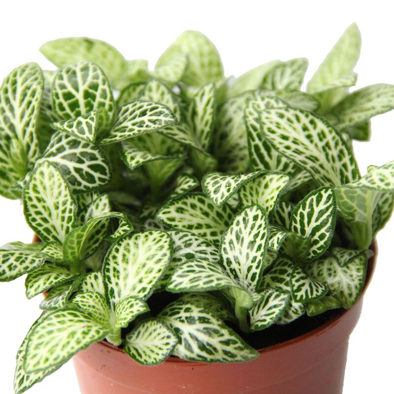 Base Directly Supplies Bai Xue Annie Reticulated Grass (80 #   )Flower Moss Micro Landscape Green Plant Potted Background Plant