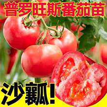 ɳȿ��Ʒ�N���_��˹�������玧�����ˮ���������t���N�����ԉ۹�