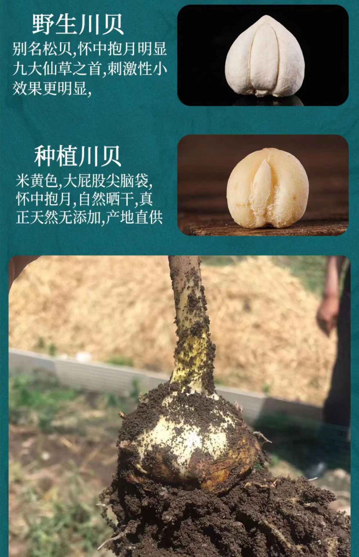 Sichuan Chuan Bei Mu Fritillaria Dried Bulbs 100g Traditional Chinese Herb for Decoction and Herbal Soup key features