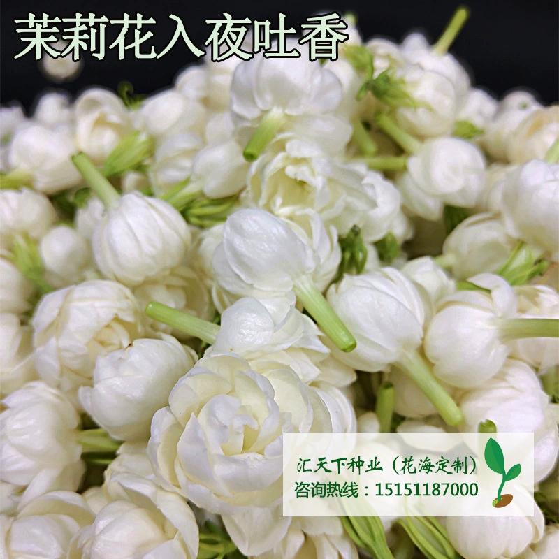 Оптом Семена Жасмина Семена Цветов Горшечные Цветы Семена Растений Семена Цветов Семена Травы Посев в четыре сезона