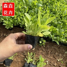 批发宿根毛地黄 各类绿化工程苗木盆栽 耐旱花卉植物毛地黄批发