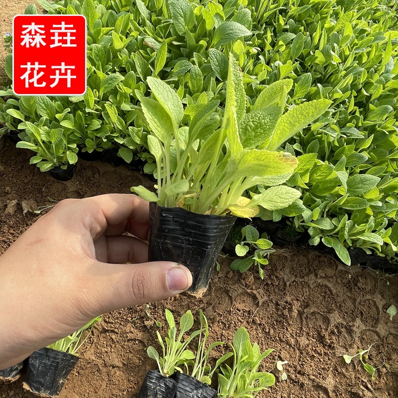 批发宿根毛地黄 各类绿化工程苗木盆栽 耐旱花卉植物毛地黄批发