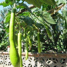 农家方瓜种子 神奇砍瓜种籽孑爬藤菜南瓜四季庭院阳台瓜果蔬种子
